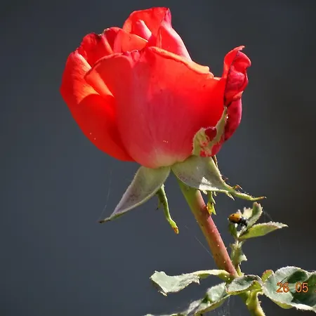 Appartamento Ktima Nikola Marmari (Evia)