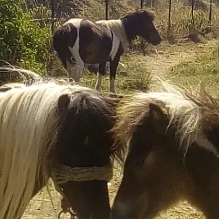 Appartamento Ktima Nikola Marmari (Evia)